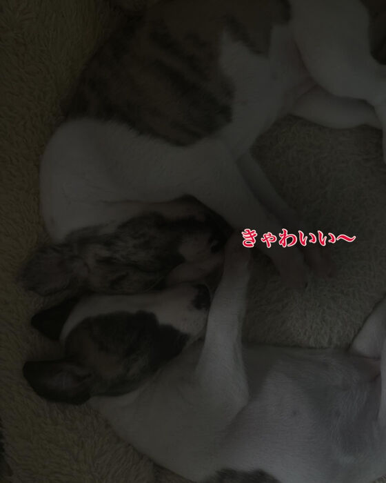 ブログ画像