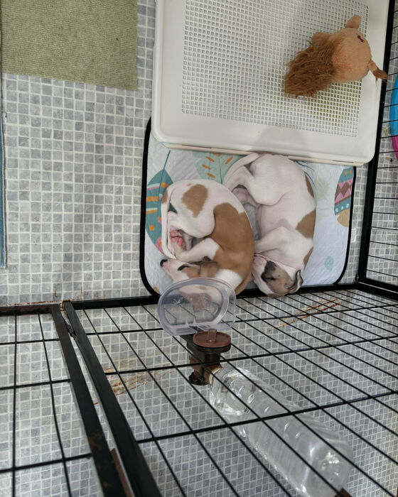 ブログ画像