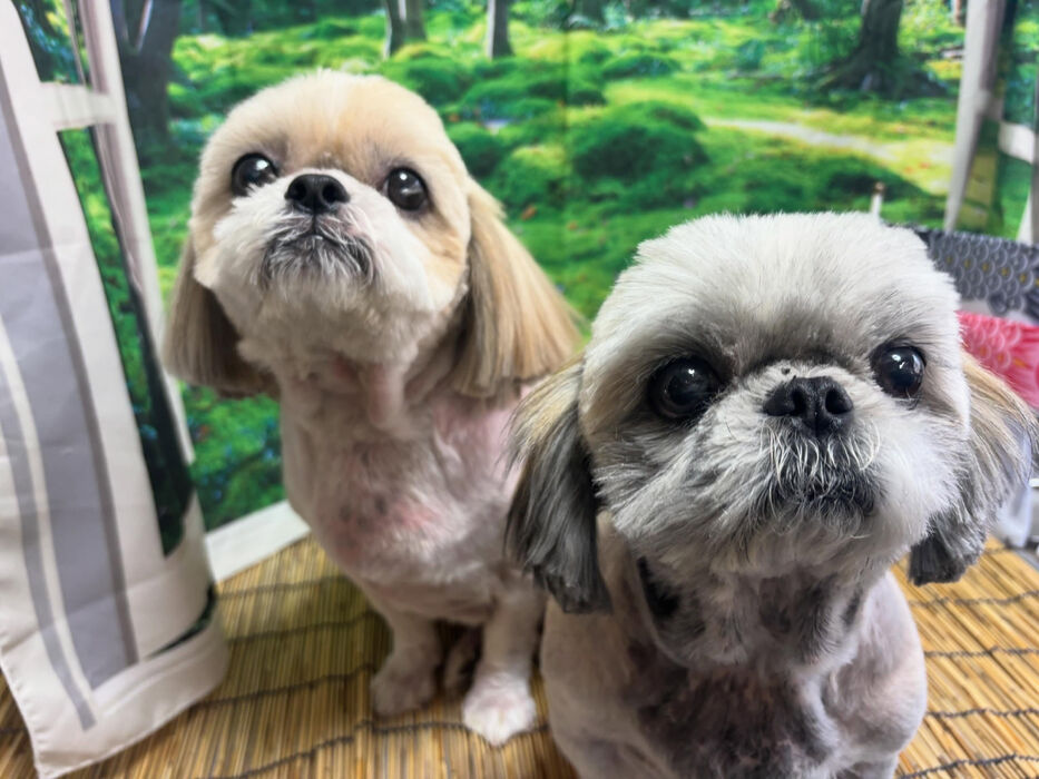 ブログ画像