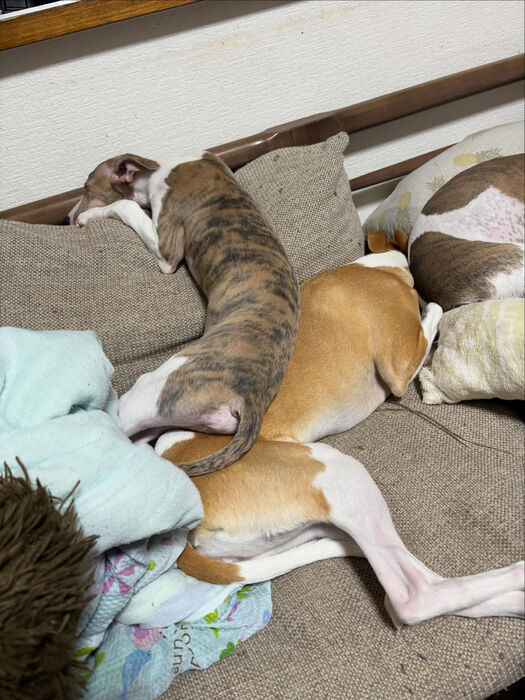 ブログ画像