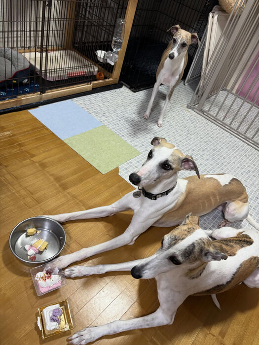 ブログ画像