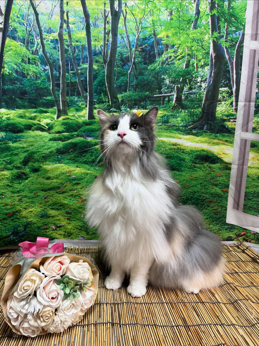 ブログ画像