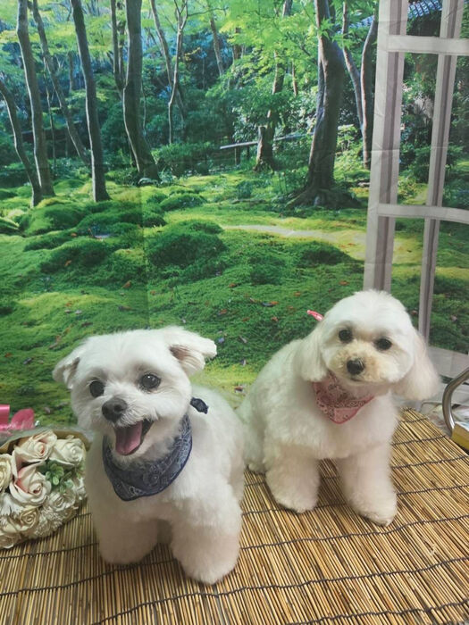 ブログ画像