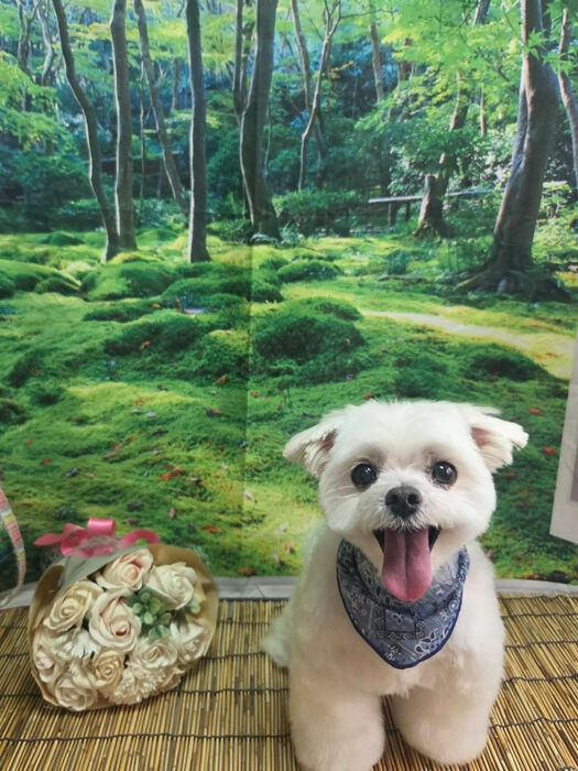 ブログ画像