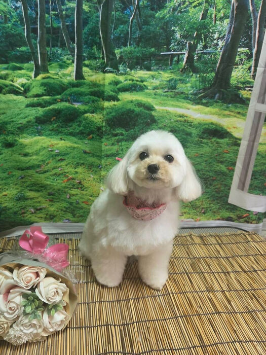 ブログ画像
