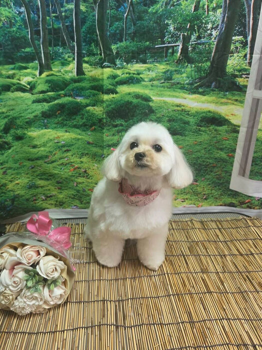 ブログ画像