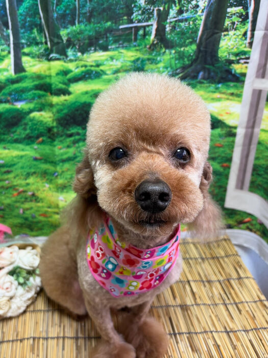 ブログ画像