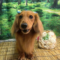 ブログ画像