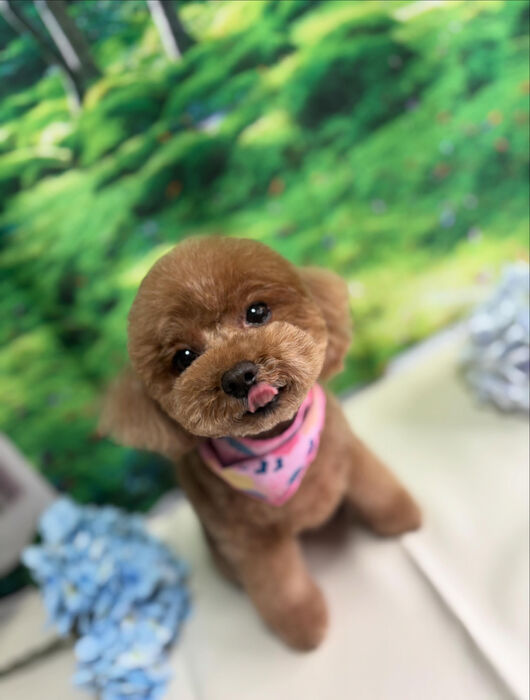 ブログ画像