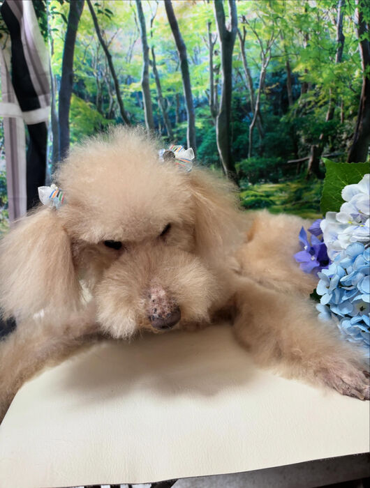 ブログ画像