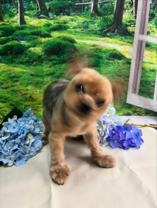 ブログ画像