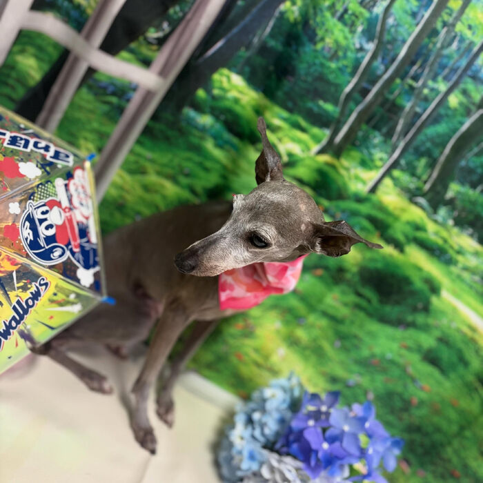 ブログ画像
