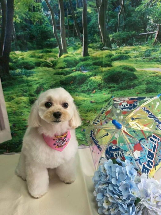 ブログ画像