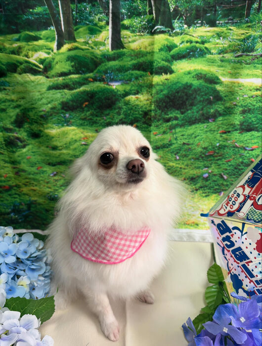 ブログ画像