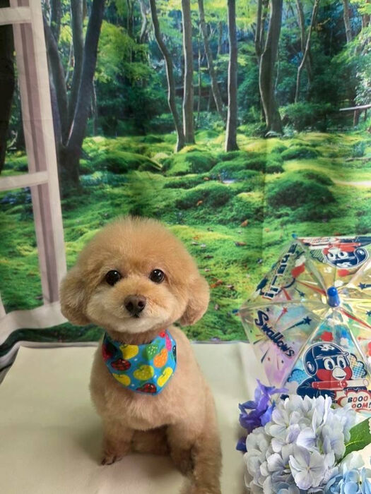 ブログ画像