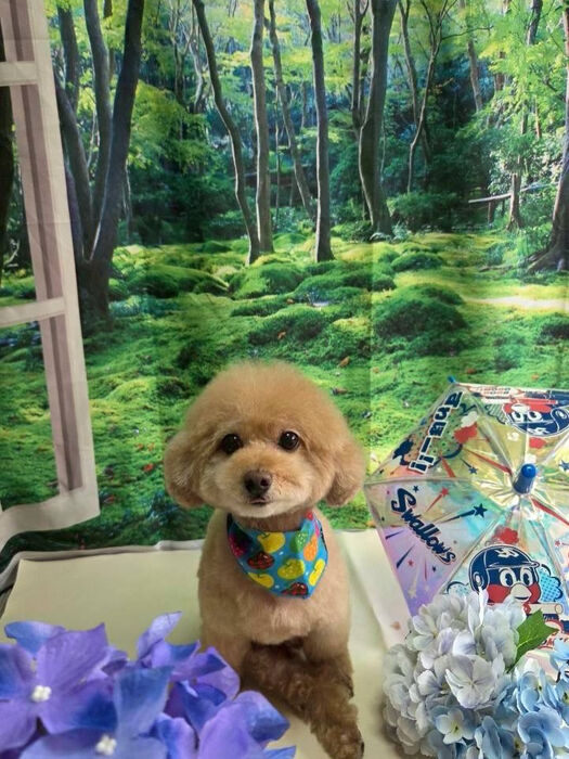 ブログ画像