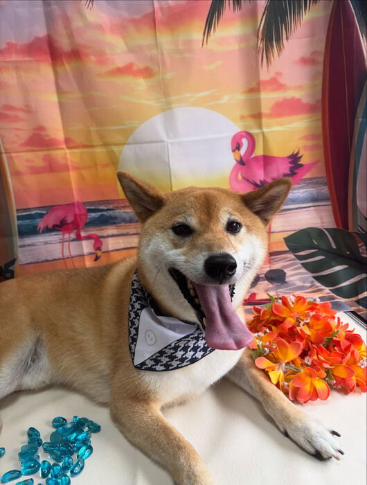 ブログ画像