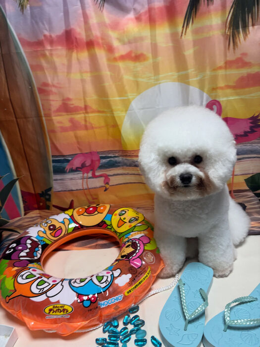 ブログ画像