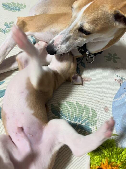 ブログ画像