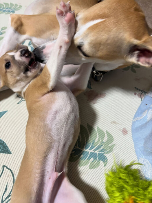 ブログ画像