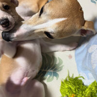 ブログ画像
