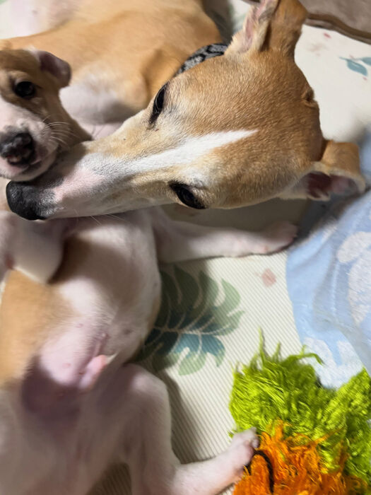 ブログ画像
