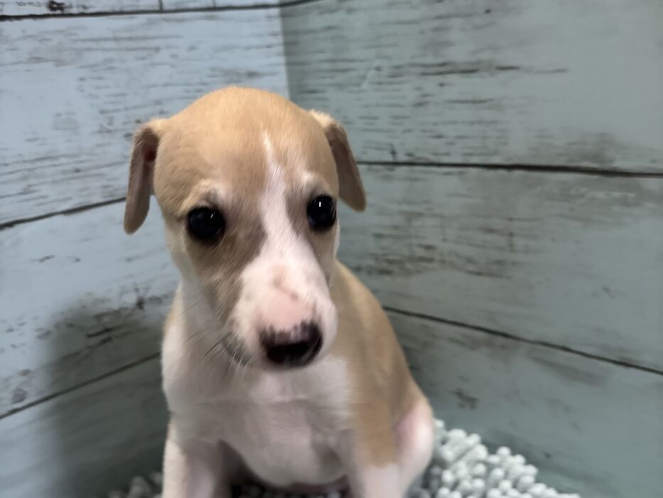 画像4006：三男くん🩵