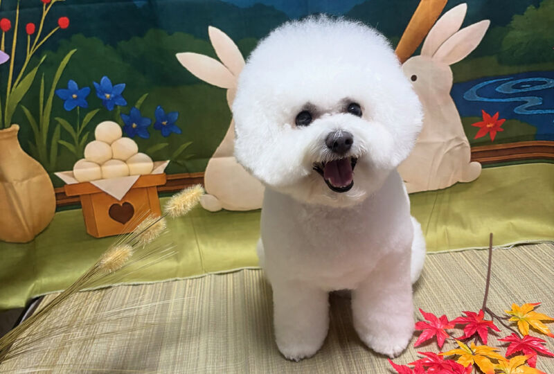 画像4056：埼玉)狭山市／ウィペット／ブリーダー／トリミング／ビションフ