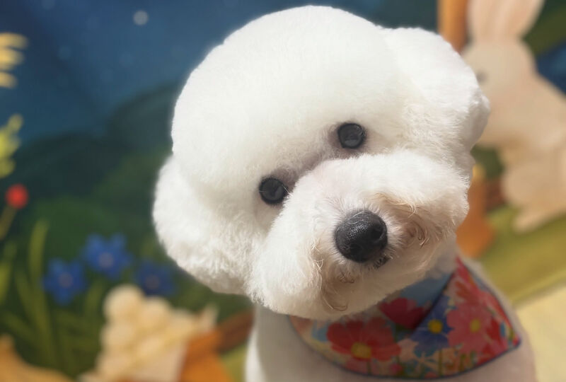 画像4069：埼玉)狭山市／ウィペット／ブリーダー／トリミング／ビションフ