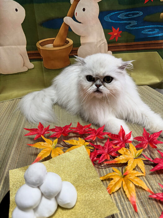 ブログ画像