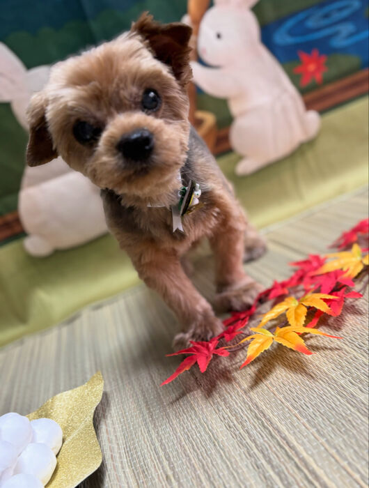 ブログ画像