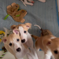 動画サムネイル