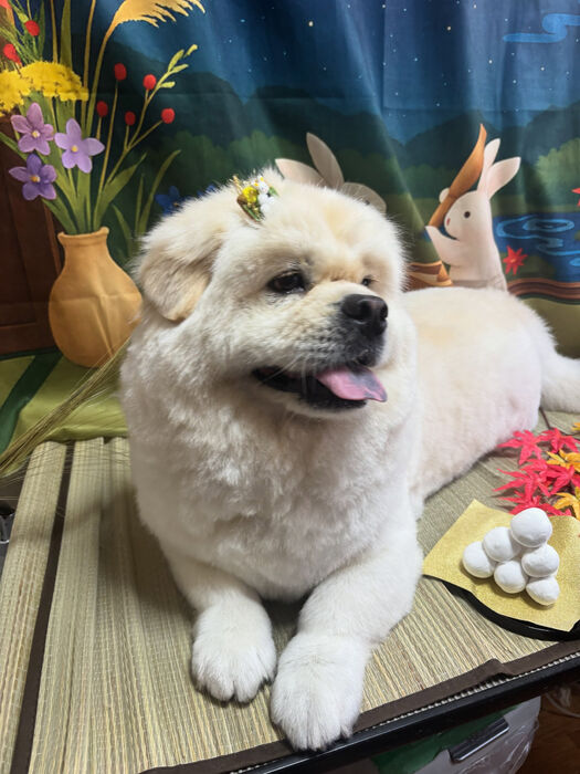 ブログ画像