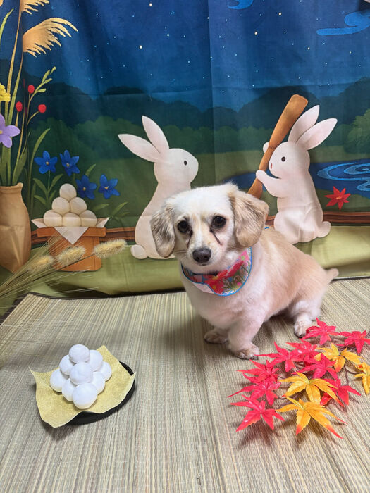 ブログ画像