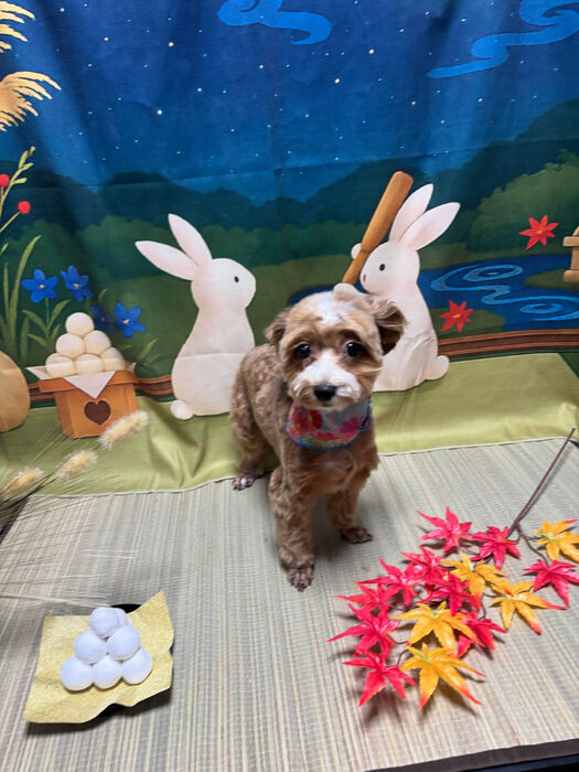 ブログ画像