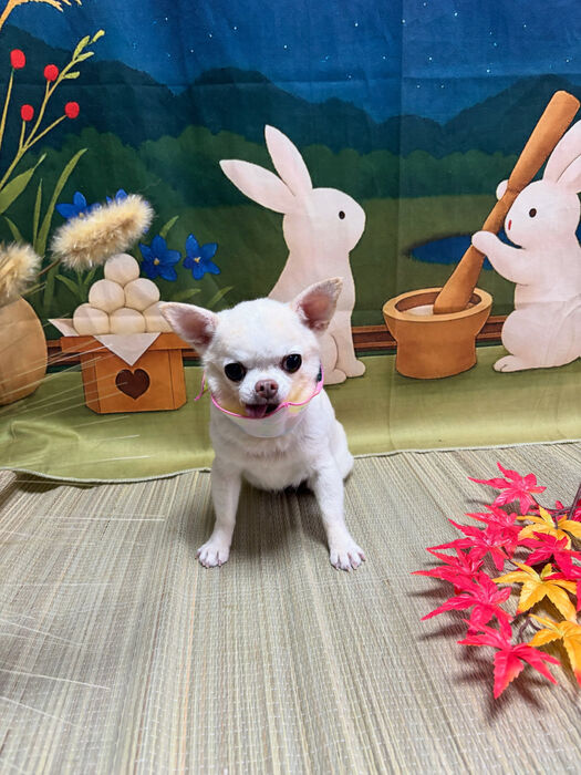 ブログ画像