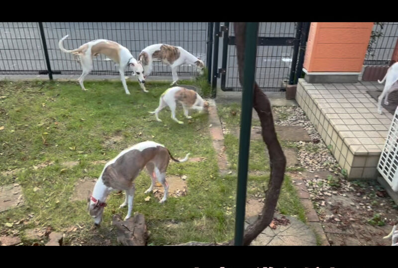 動画サムネイル